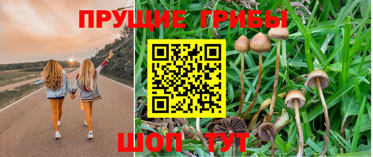 Псилоцибиновые грибы GOLDEN TEACHER Карачаевск