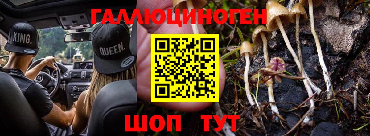 Псилоцибиновые грибы Psilocybe  Вход с VPN  Карачаевск 